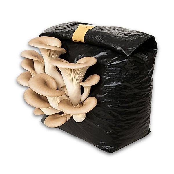 Hawlik Pilzbrut Bio Kastanienseitling Pilze Züchten Set für Anfänger mit Pi günstig online kaufen