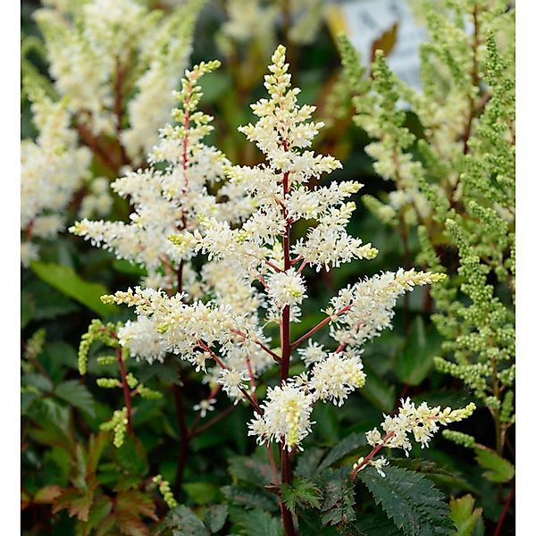 Prachtspiere Rock and Roll - Astilbe cultorum günstig online kaufen