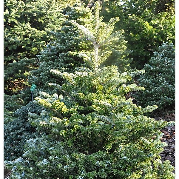 Koreatanne Sämling 40-50cm - Abies koreana günstig online kaufen