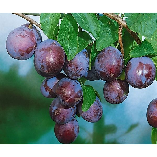 Prunus Domestica Ersinger Frühzwetsche Pflaume CAC 150-200cm günstig online kaufen