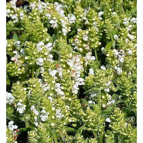 Großblütige Braunelle Alba - Prunella grandiflora günstig online kaufen