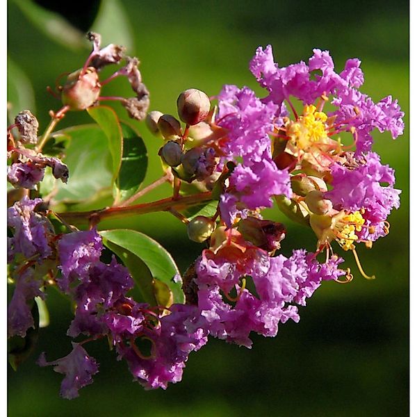 Hochstamm Chinesische Kräuselmyrte Purple Star 80-100cm - Lagerstroemia ind günstig online kaufen