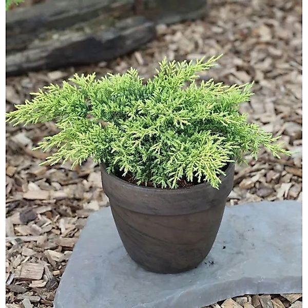 Goldener Strauchwacholder Gold Star 40-50cm - Juniperus media günstig online kaufen