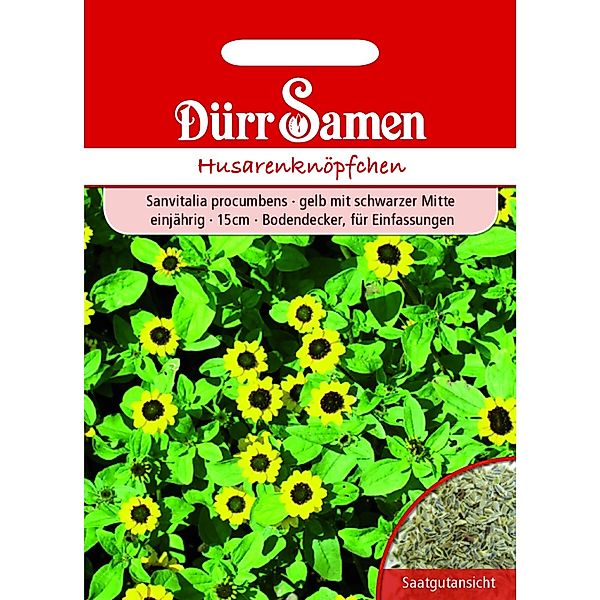 Dürr Samen Husarenknöpfchen Gelb Mit Schwarzer Mitte Einjährig Saatgut günstig online kaufen