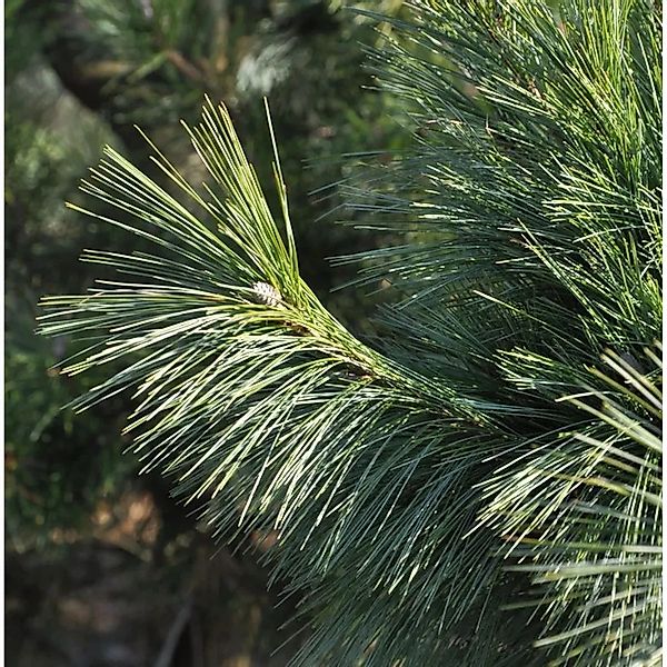 Schwerin Kiefer Wiethorst 30-40cm - Pinus schwerinii günstig online kaufen