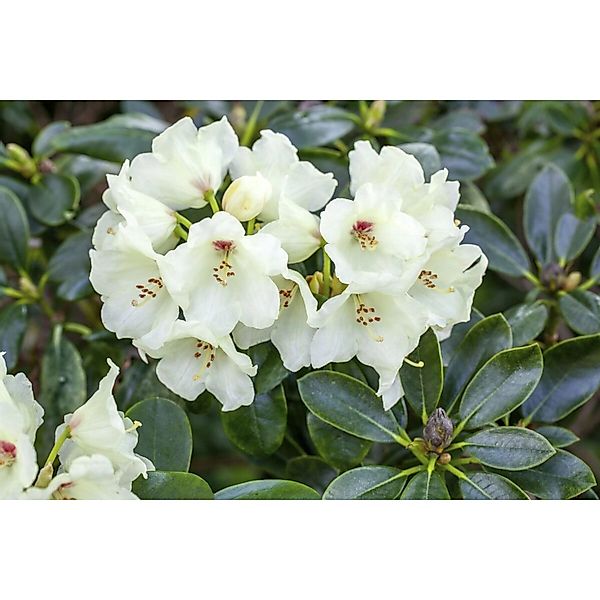Rhododendron Yakushimanum Flava Gelb 25–30 cm günstig online kaufen