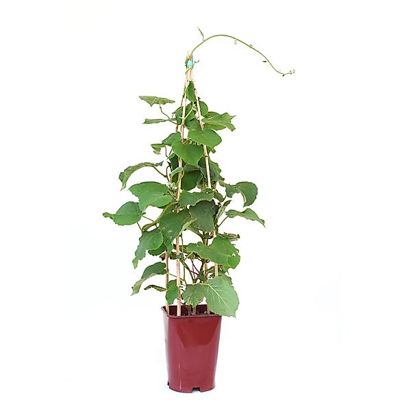 GROW by OBI Kiwi Solo Topf ca. 6, Actinidia chinensis günstig online kaufen