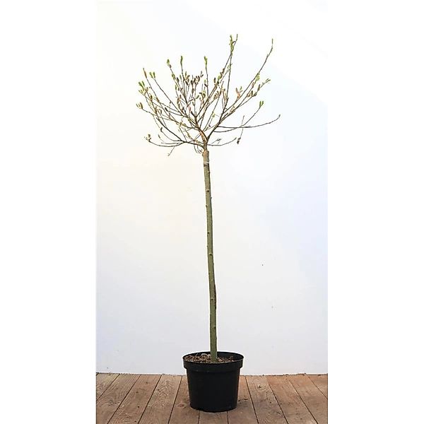 Salix Gracilistyla Mount Aso Weidenkätzchen Rosa Blüten 80 cm Stammhöhe günstig online kaufen