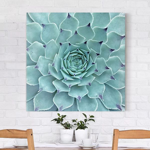 Leinwandbild - Quadrat Kaktus Agave günstig online kaufen