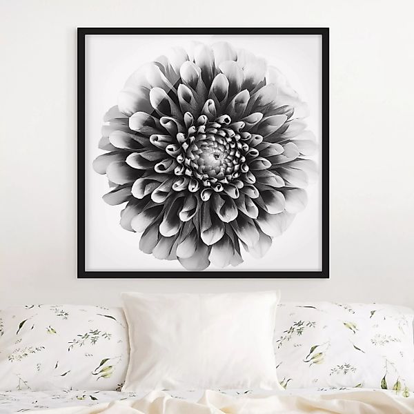 Bild mit Rahmen Blumen - Quadrat Aster II günstig online kaufen