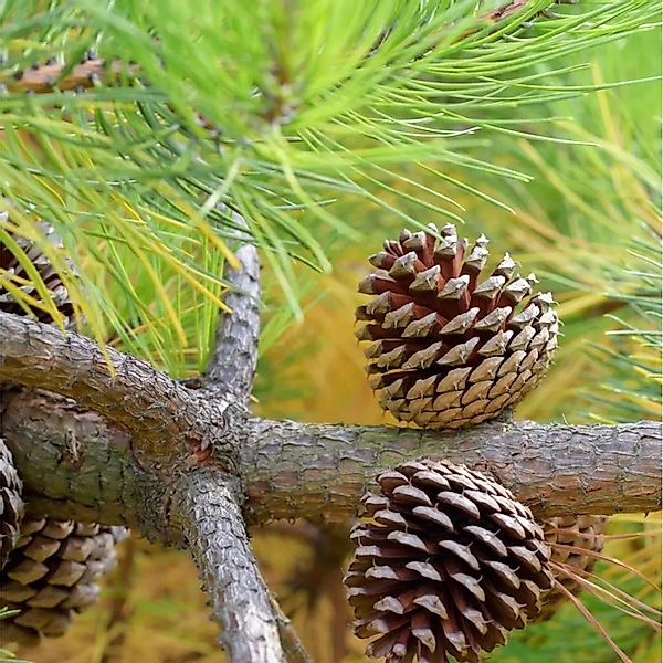 Weihrauch-Kiefer 60-80cm - Pinus taeda günstig online kaufen