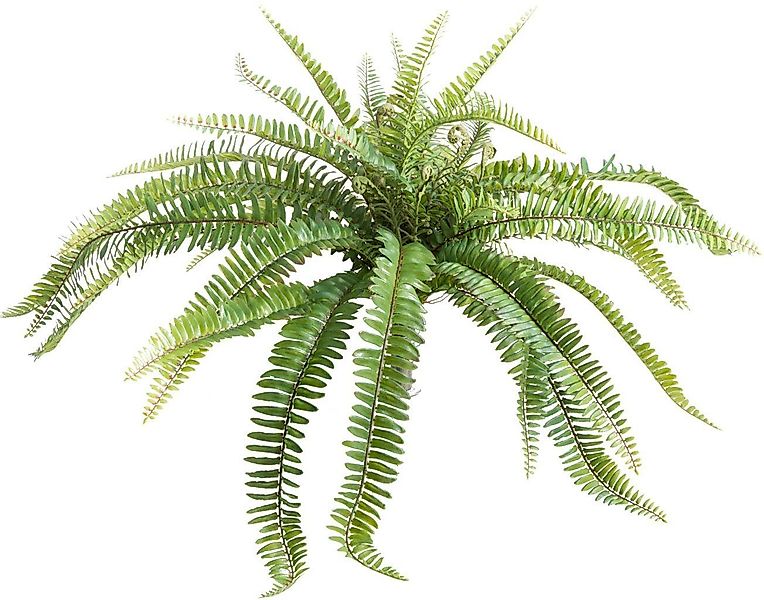 Künstliche Zimmerpflanze Farnbusch Farn, Botanic-Haus, Höhe günstig online kaufen