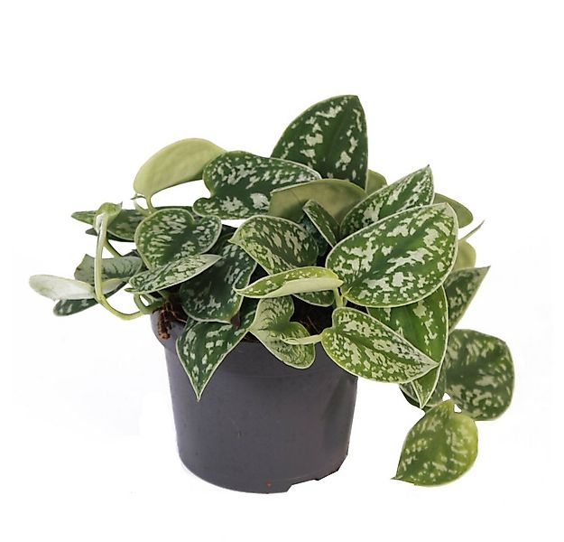 Exotenherz Zimmerpflanze Efeutute - Scindapsus pictus arguraeus, 12cm Topf günstig online kaufen
