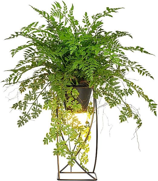 Kunstpflanze Farn als Dekostandleuchte, Creativ green, Höhe 60 cm, mit LED- günstig online kaufen