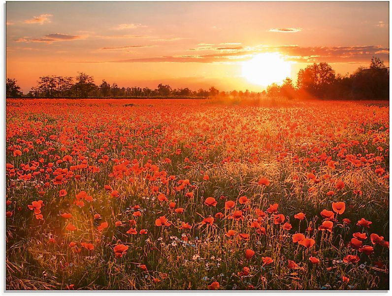 Artland Glasbild "Mohnblumenfeld bei Sonnenuntergang", Blumen, (1 St.), in günstig online kaufen