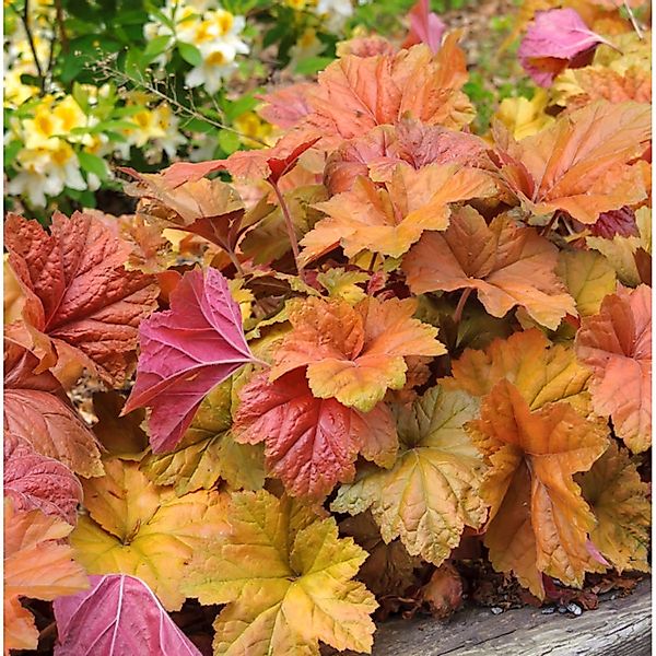 Purpurglöckchen Brownies - Heuchera villosa günstig online kaufen