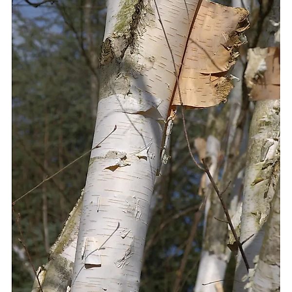 Weißrindige Himalaja-Birke 100-125cm - Betula utilis günstig online kaufen