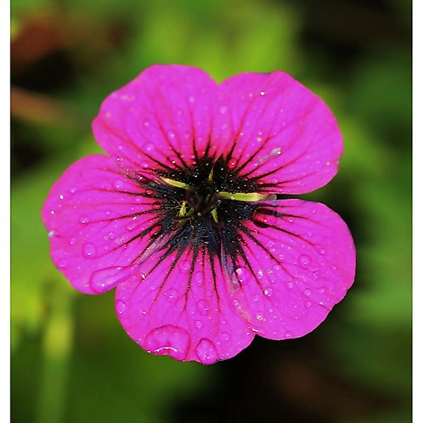 Schwarzäugiger Storchschnabel Ann Folkard - Geranium psilostemon günstig online kaufen