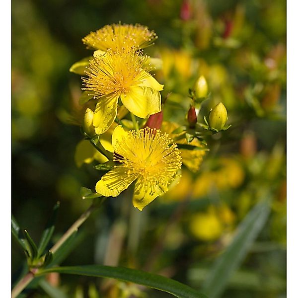 Großblumiges Johanniskraut Buttercup 40-50cm - Hypericum günstig online kaufen