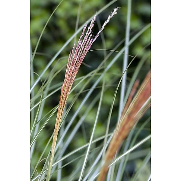 Miscanthus Sinensis Kleine Silberspinne Chinaschilf Ca. 11x11 cm Topf günstig online kaufen