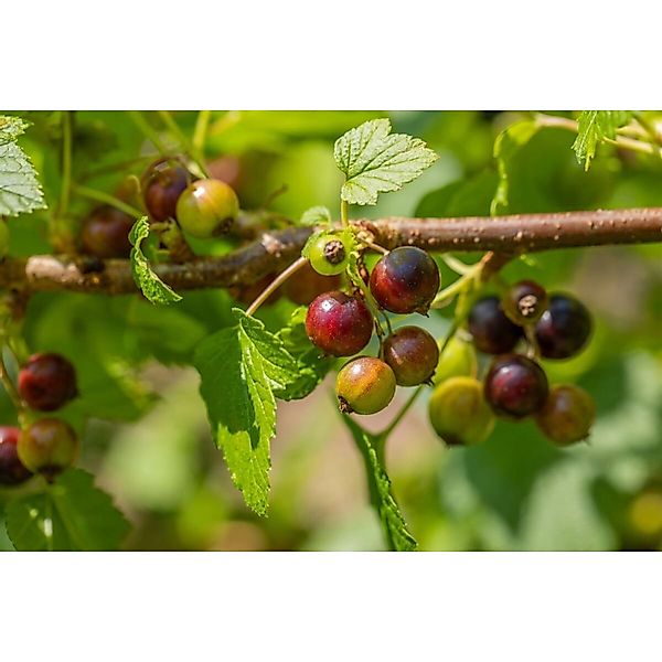 Ribes Nigrum Ben Sarek Schwarze Johannisbeere 30–40 Cm günstig online kaufen