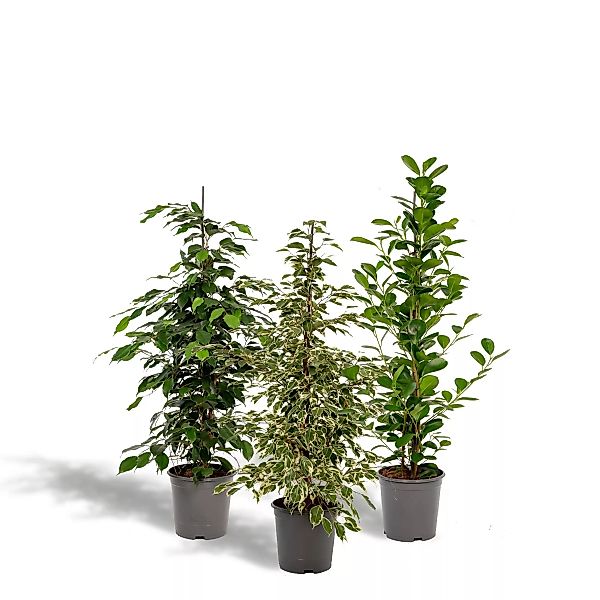 Hello Plants | Set mit 3 Ficus Benjamina - Danielle & Twilight günstig online kaufen