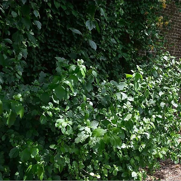 Chinesischer Schneeball Tenkai zaki 125-150cm - Viburnum foetidum günstig online kaufen