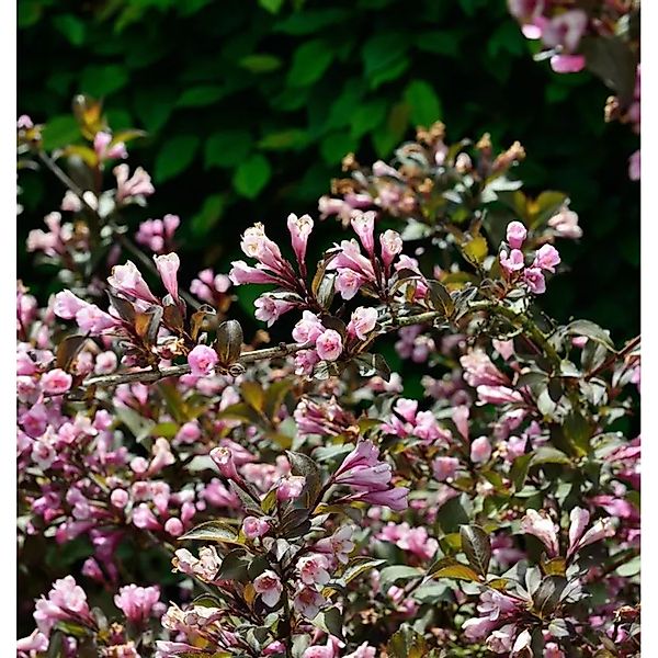 Weigelie Nana Purpurea 80-100cm - Weigela florida günstig online kaufen