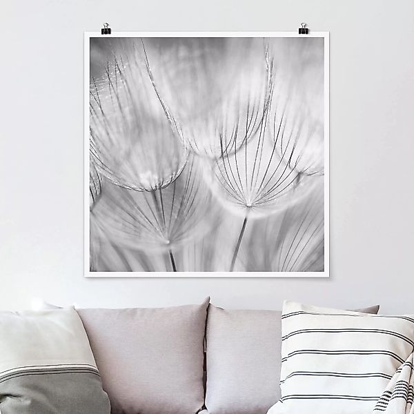 Poster Blumen - Quadrat Pusteblumen Makroaufnahme in schwarz weiß günstig online kaufen