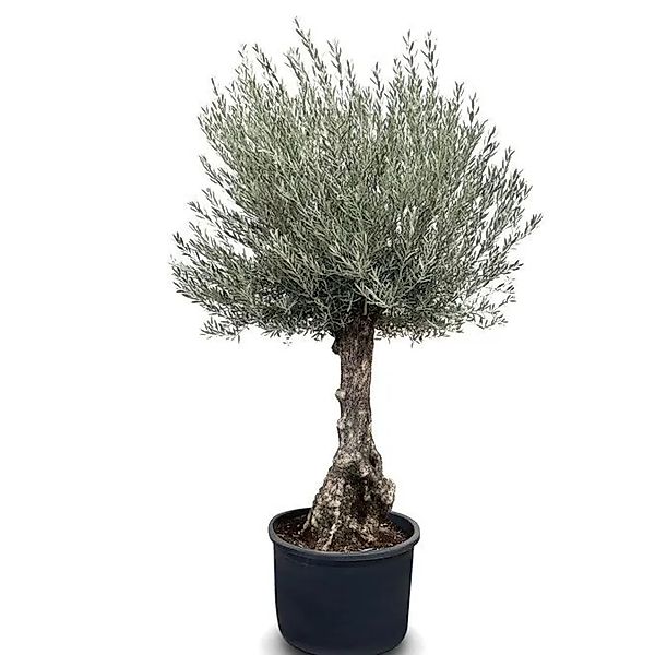 Sunny-Tree - Olivenbaum Olea Europea - Winterharte Olvenbaum Bonsai 250 cm günstig online kaufen