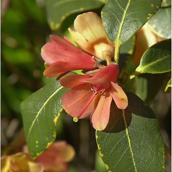 Wildarten Rhododendron Trewithen Orange 40-50cm - Rhododendron cinnabarinum günstig online kaufen