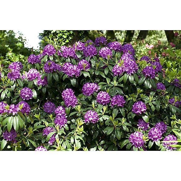 Rhododendron Catawbiense Grandiflorum Lila Blüten 50–60 cm günstig online kaufen