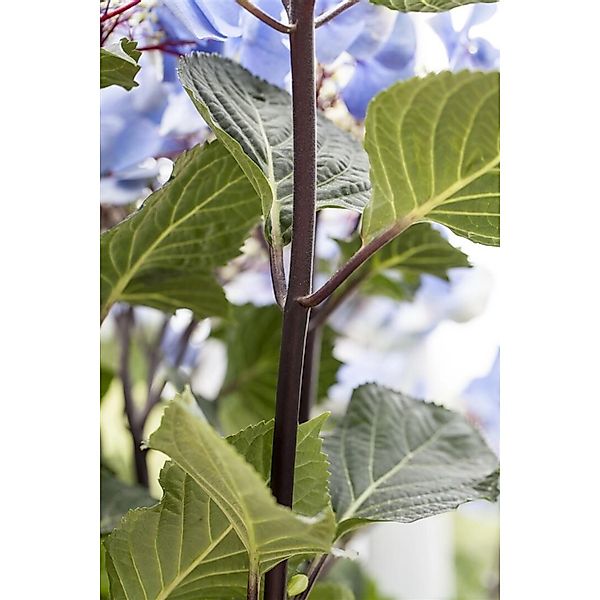 Hydrangea Macrophylla Bauernhortensie Zorro R 30-40 cm günstig online kaufen