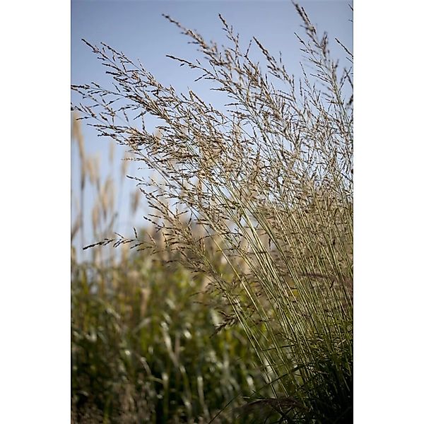 Molinia Arundinacea Windspiel Pfeifengras 3-5 Liter Container günstig online kaufen