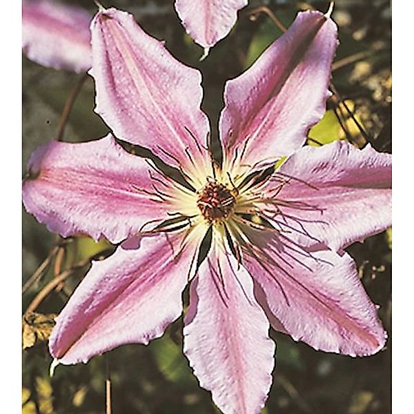 Waldrebe John Paul II 100-125cm - Clematis günstig online kaufen