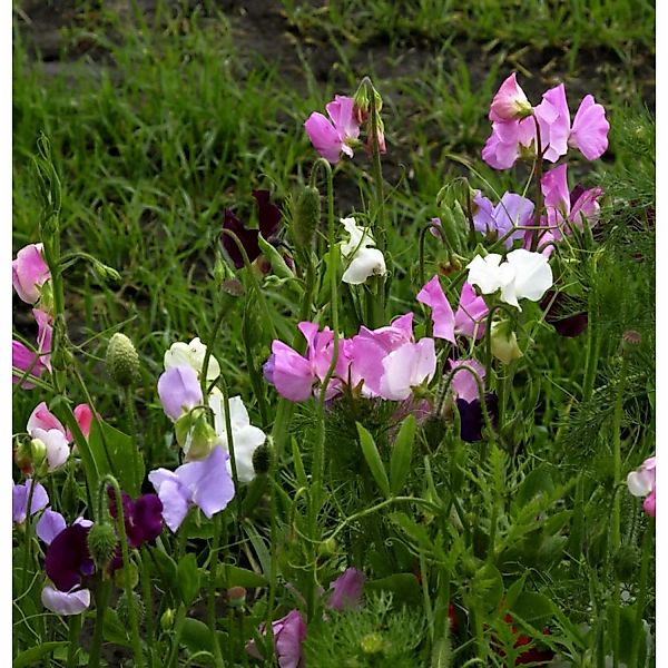 Breitblättrige Platterbse - Lathyrus latifolius günstig online kaufen