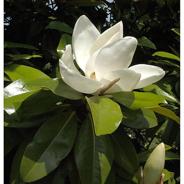 Immergrüne Magnolie Kay Parris 125-150cm - Magnolia grandiflora günstig online kaufen