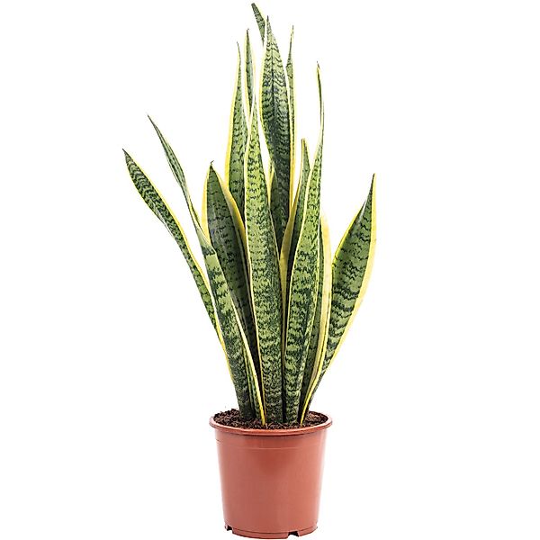 Value Greens Sansevieria Trifasciata 'Laurentii'  Robuster Bogenhanf  Luftr günstig online kaufen