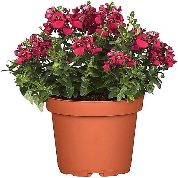 Elfensporn Rosa-Pink Höhe ca. 10 - 20 cm Topf-Ø ca. 12 cm Diascia barberae günstig online kaufen