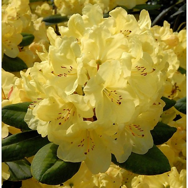 Großblumige Rhododendron Junigold 30-40cm - Alpenrose günstig online kaufen