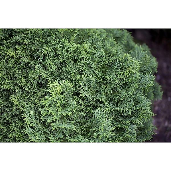 Chamaecyparis Lawsoniana Gnome Zwerg-Lebensbaum 40 cm Stammhöhe günstig online kaufen