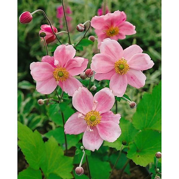 Anemone Japonica Königin Charlotte Herbstanemone 2 Liter Container günstig online kaufen