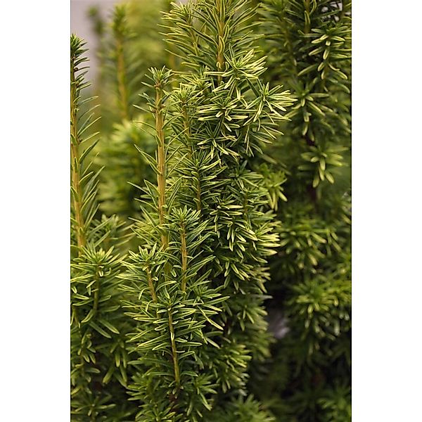 Taxus media 'Stefania' 80-90 cm günstig online kaufen