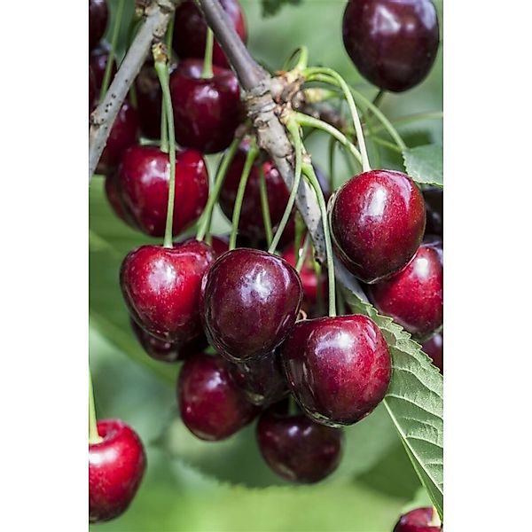Prunus Avium Kordia Süßkirsche CAC 150-200 cm günstig online kaufen