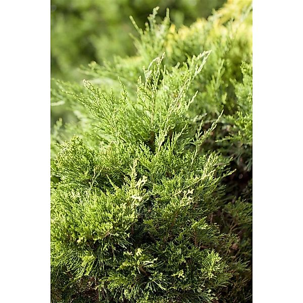 Juniperus Pfitzeriana Mint Julep Wacholder 20–30 cm günstig online kaufen
