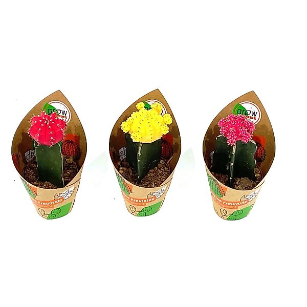 GROW by OBI Gymnocalicium Veredelungen 3-fach sortiert Topf-Ø ca. 5,5 cm günstig online kaufen