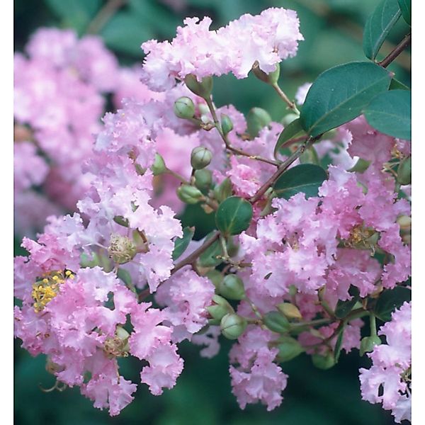 Chinesische Kräuselmyrte Petite Orchid 30-40cm - Lagerstroemia indica günstig online kaufen