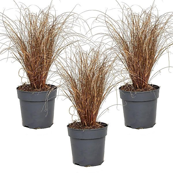 Casa Caron | 3er Set Sedge Carex Bronco günstig online kaufen