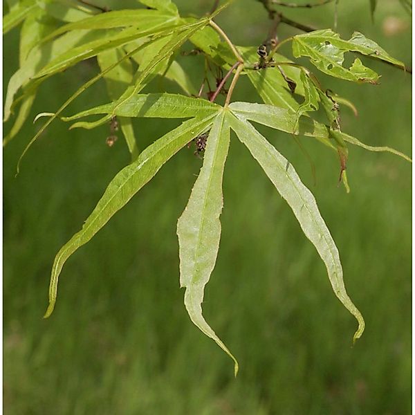 Schmalblättriger Fächer Ahorn 125-150cm - Acer palmatum günstig online kaufen