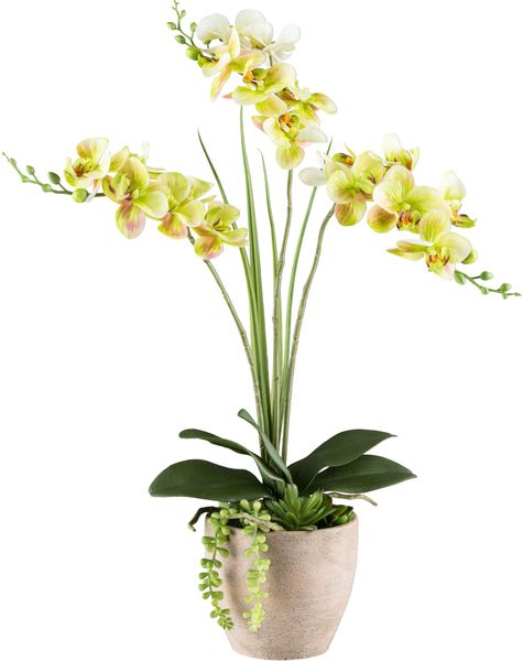 Kunstorchidee Orchidee Phalaenopsis, Creativ green, Höhe günstig online kaufen